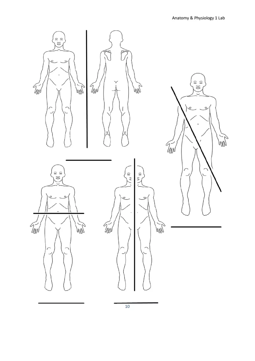 Lab 1 Body Plan and Homeostasis - Page 16
