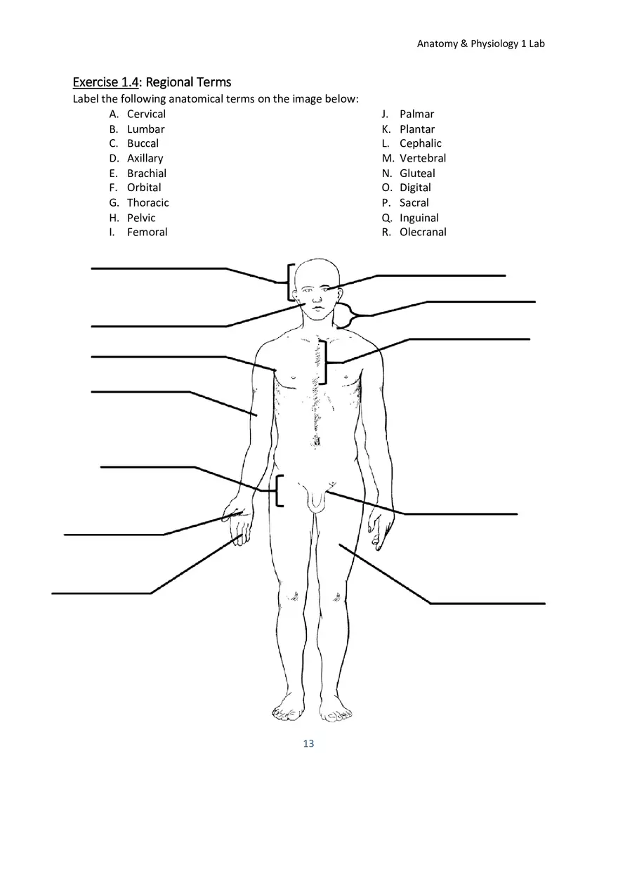 Lab 1 Body Plan and Homeostasis - Page 19