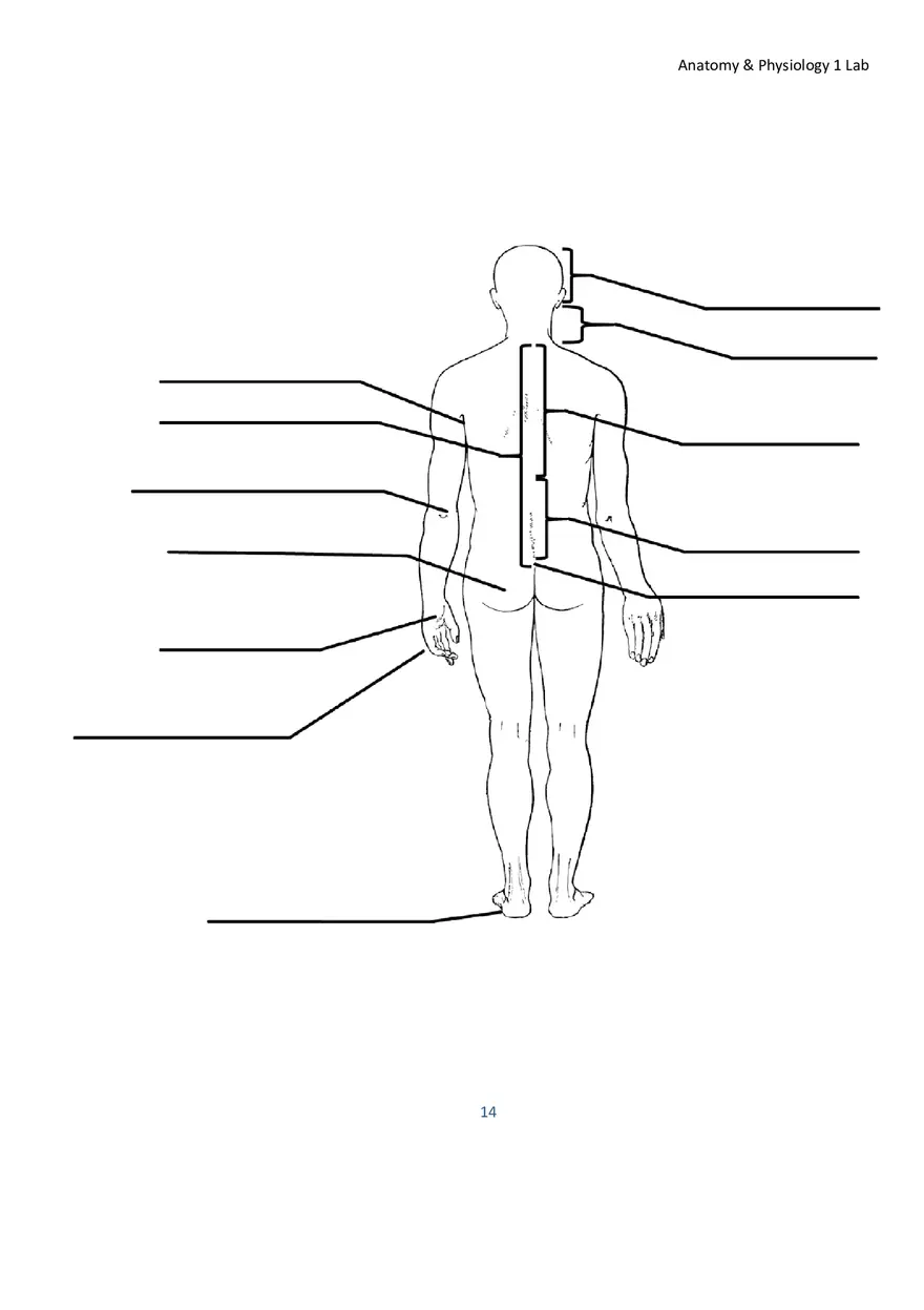 Lab 1 Body Plan and Homeostasis - Page 3