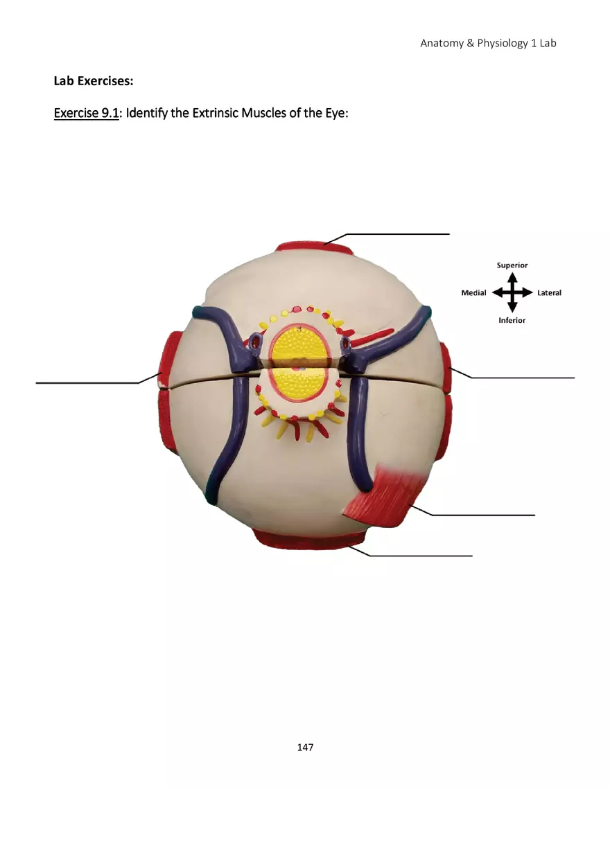 Lab 9 Sensory Organs Eye and Ear - Page 7