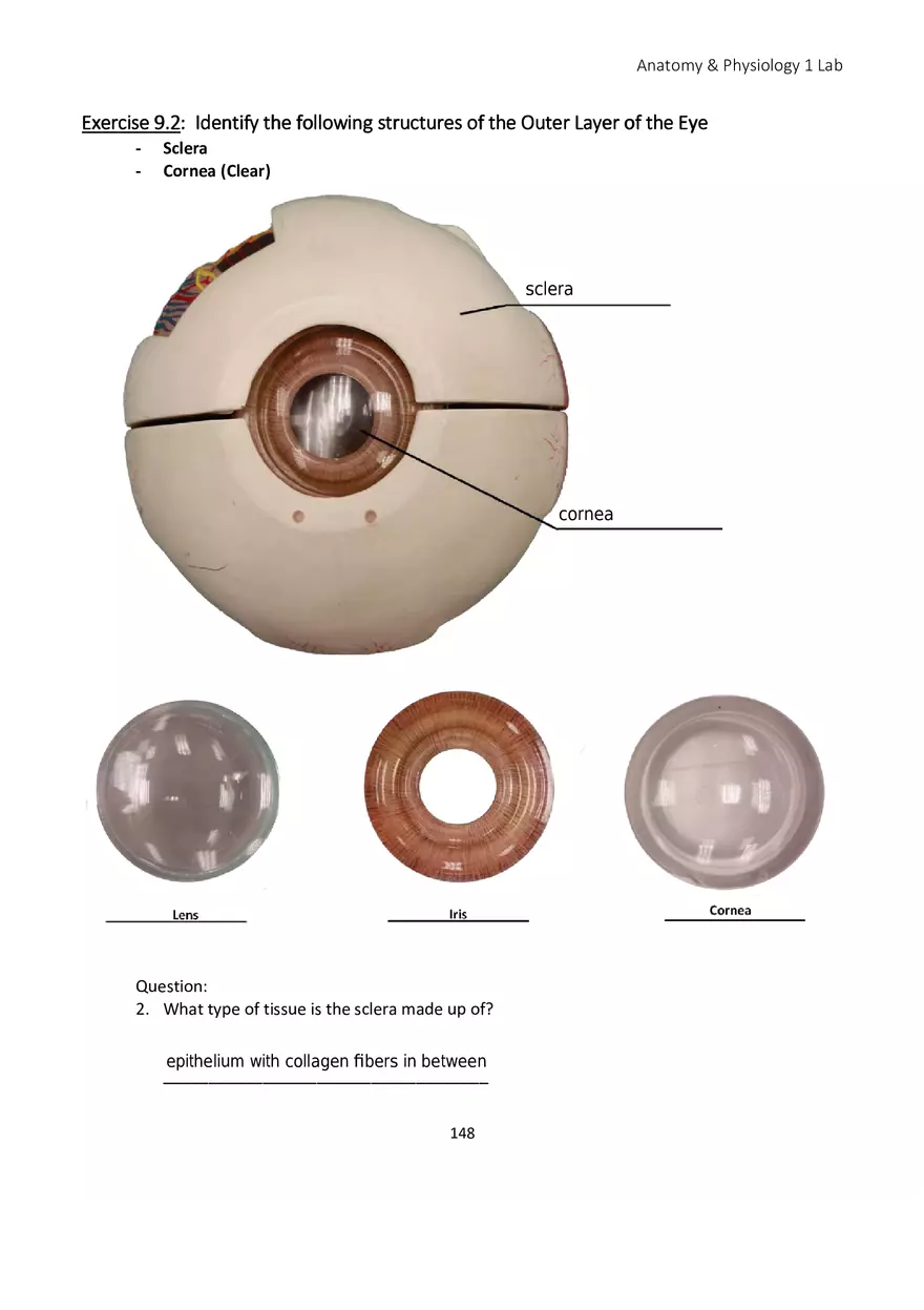 Lab 9 Sensory Organs Eye and Ear - Page 8