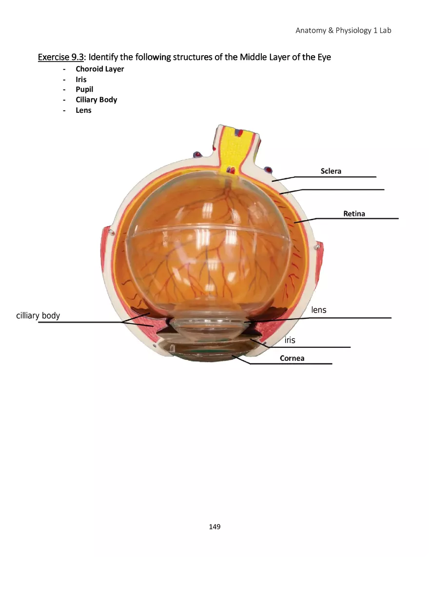 Lab 9 Sensory Organs Eye and Ear - Page 9