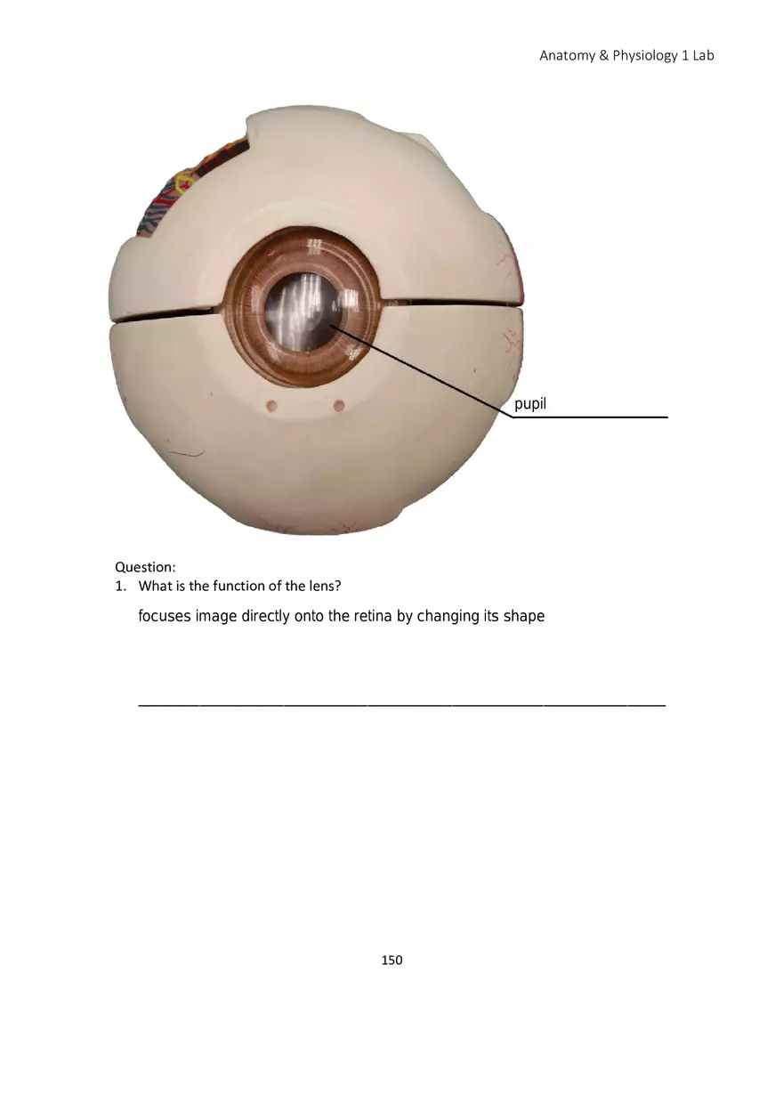 Lab 9 Sensory Organs Eye and Ear - Page 10