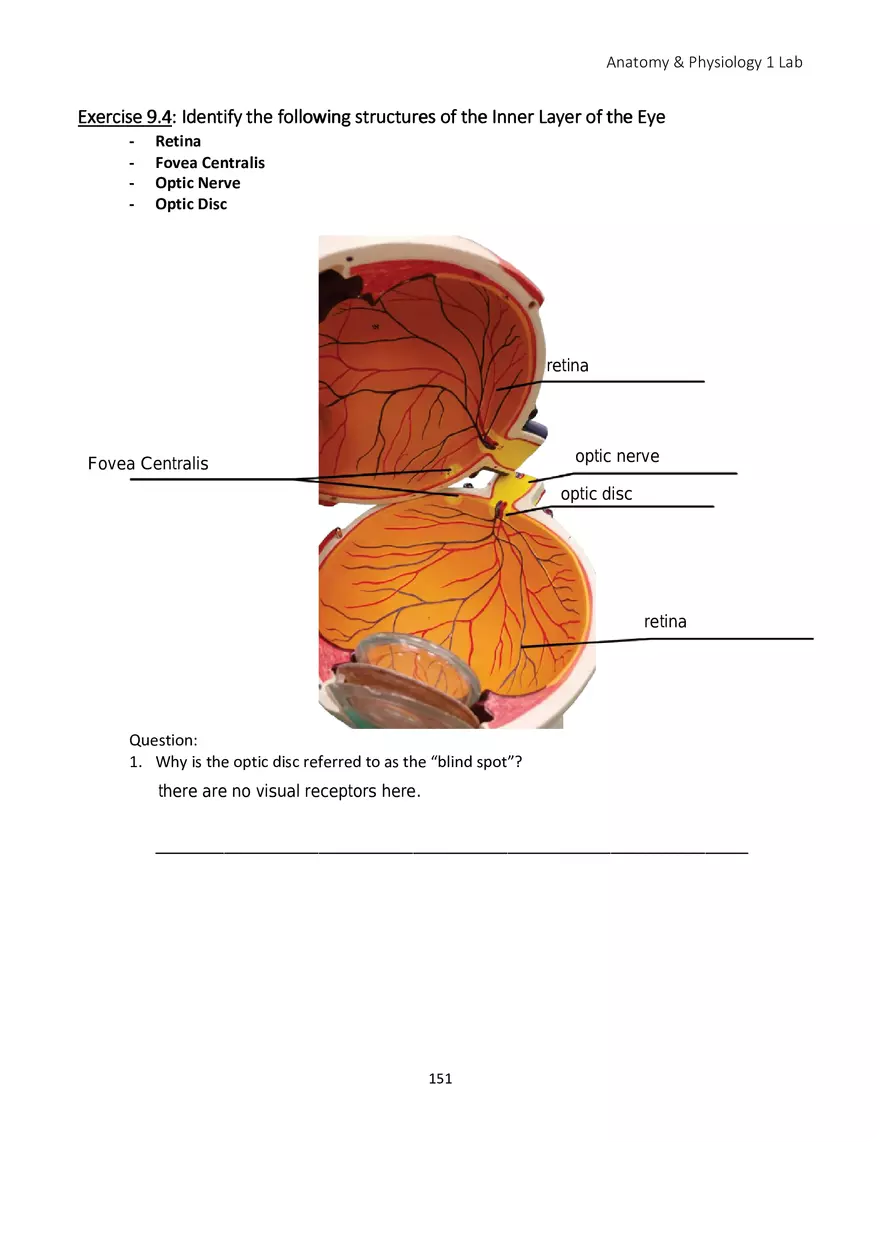 Lab 9 Sensory Organs Eye and Ear - Page 11