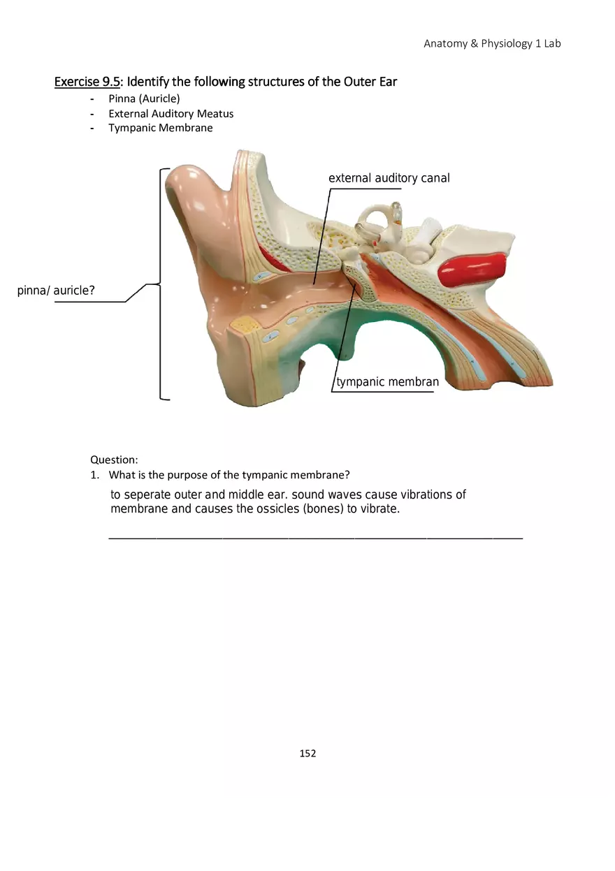Lab 9 Sensory Organs Eye and Ear - Page 12