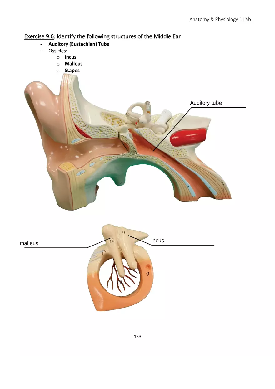 Lab 9 Sensory Organs Eye and Ear - Page 13