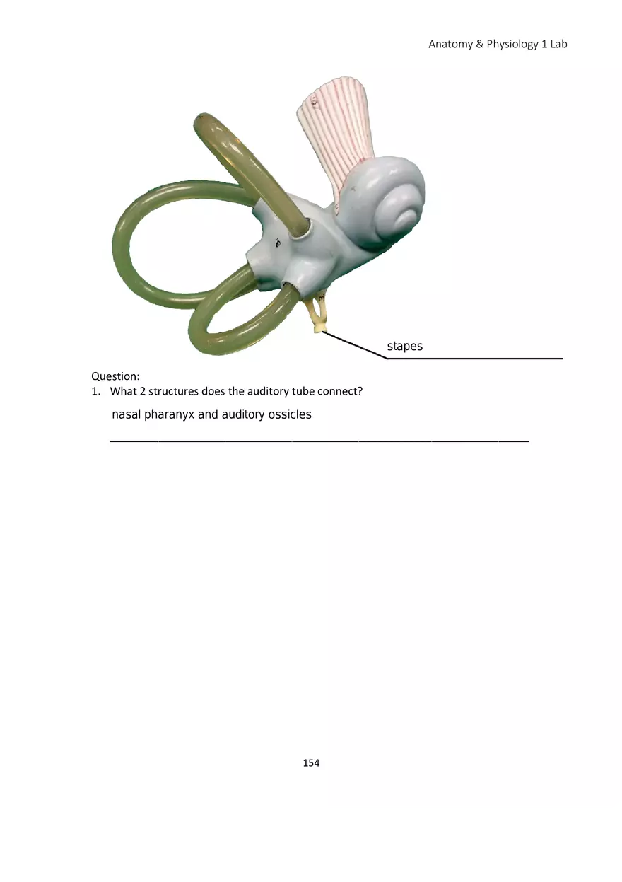 Lab 9 Sensory Organs Eye and Ear - Page 3