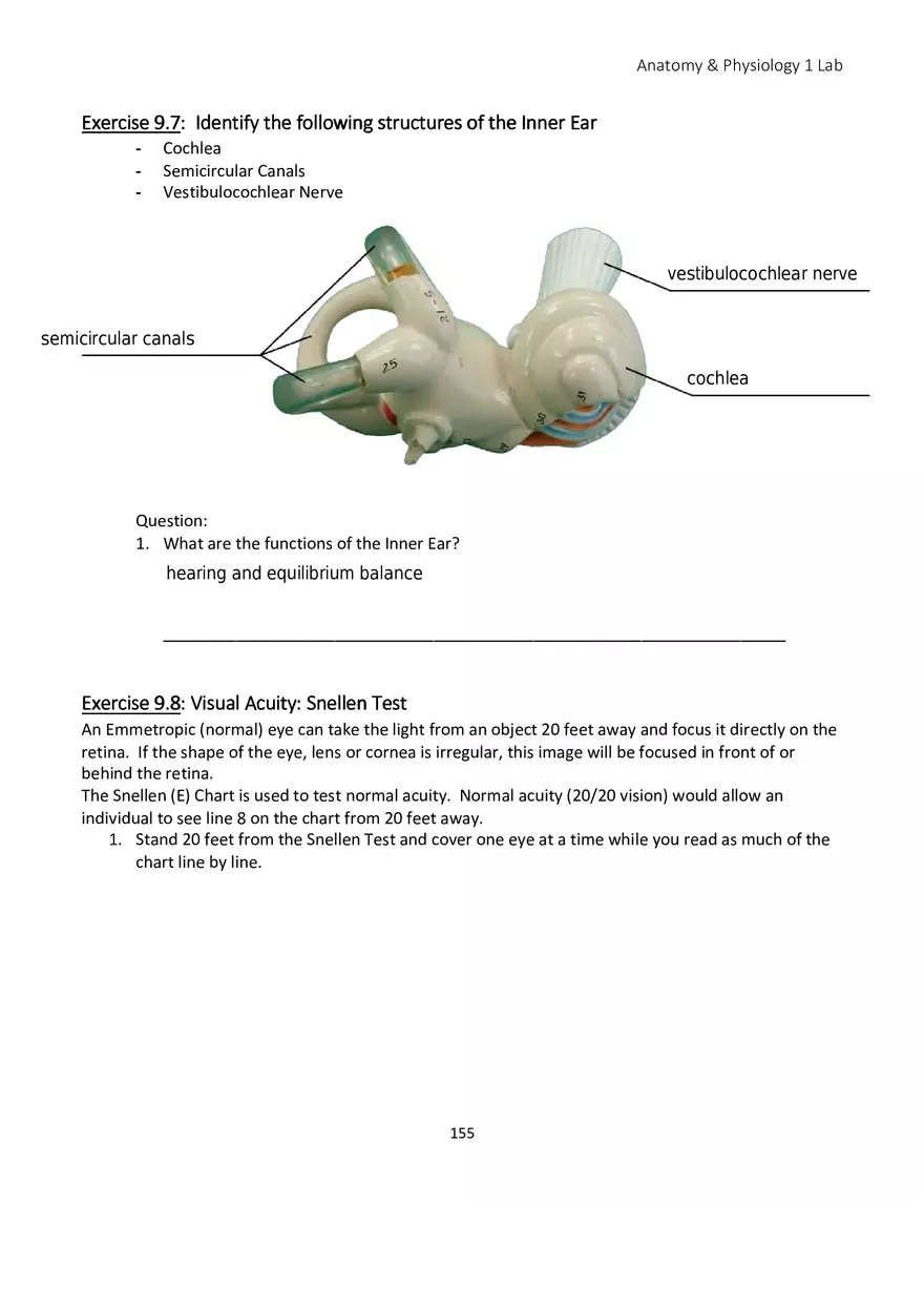 Lab 9 Sensory Organs Eye and Ear - Page 4