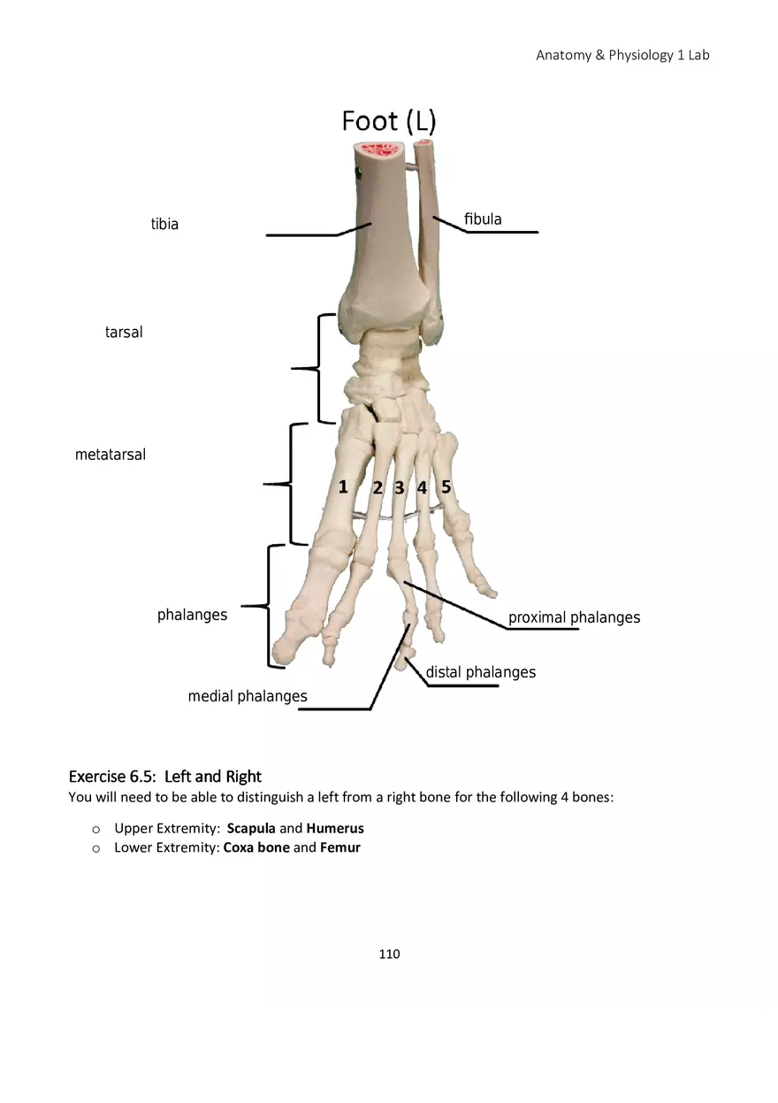 Lab 6 Skeletal System Appendicular Skeleton - Page 7