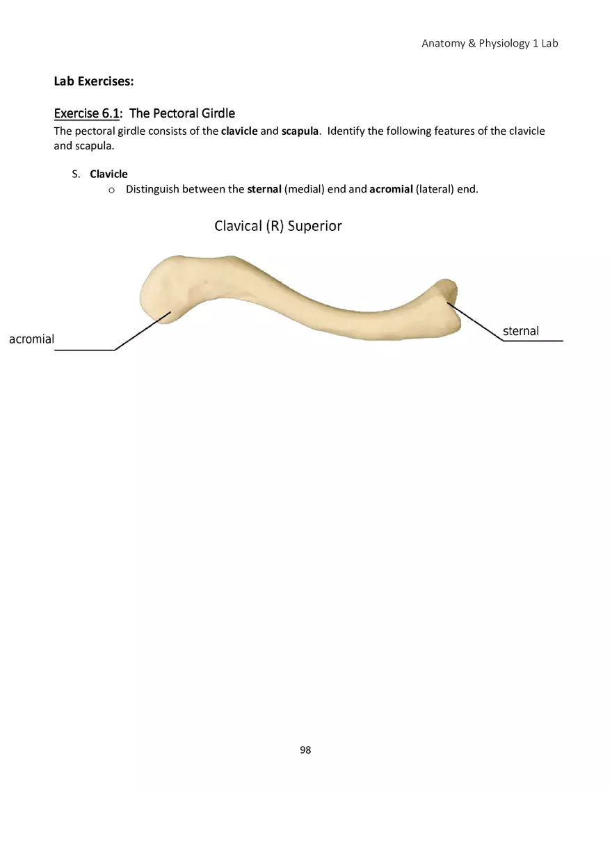 Lab 6 Skeletal System Appendicular Skeleton - Page 10