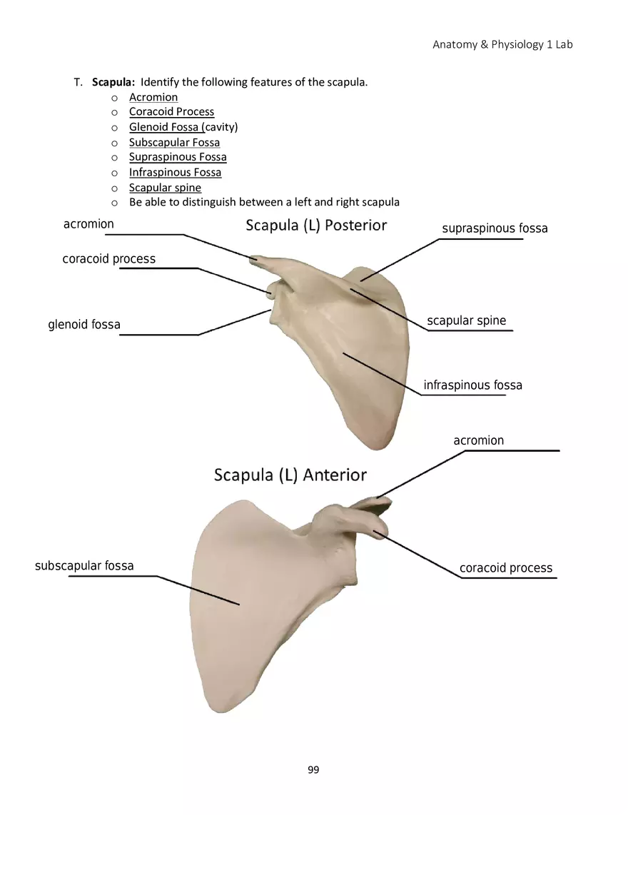 Lab 6 Skeletal System Appendicular Skeleton - Page 11
