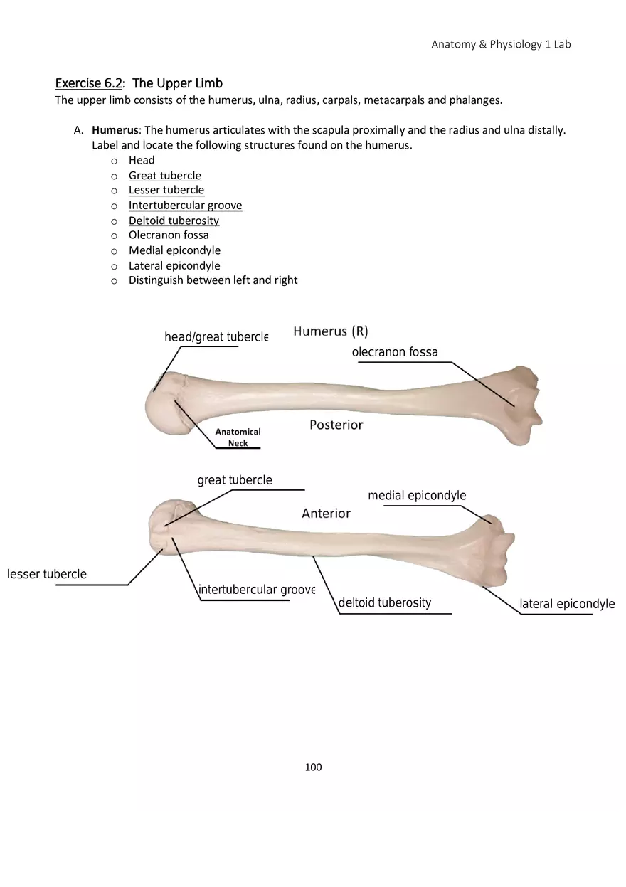 Lab 6 Skeletal System Appendicular Skeleton - Page 12