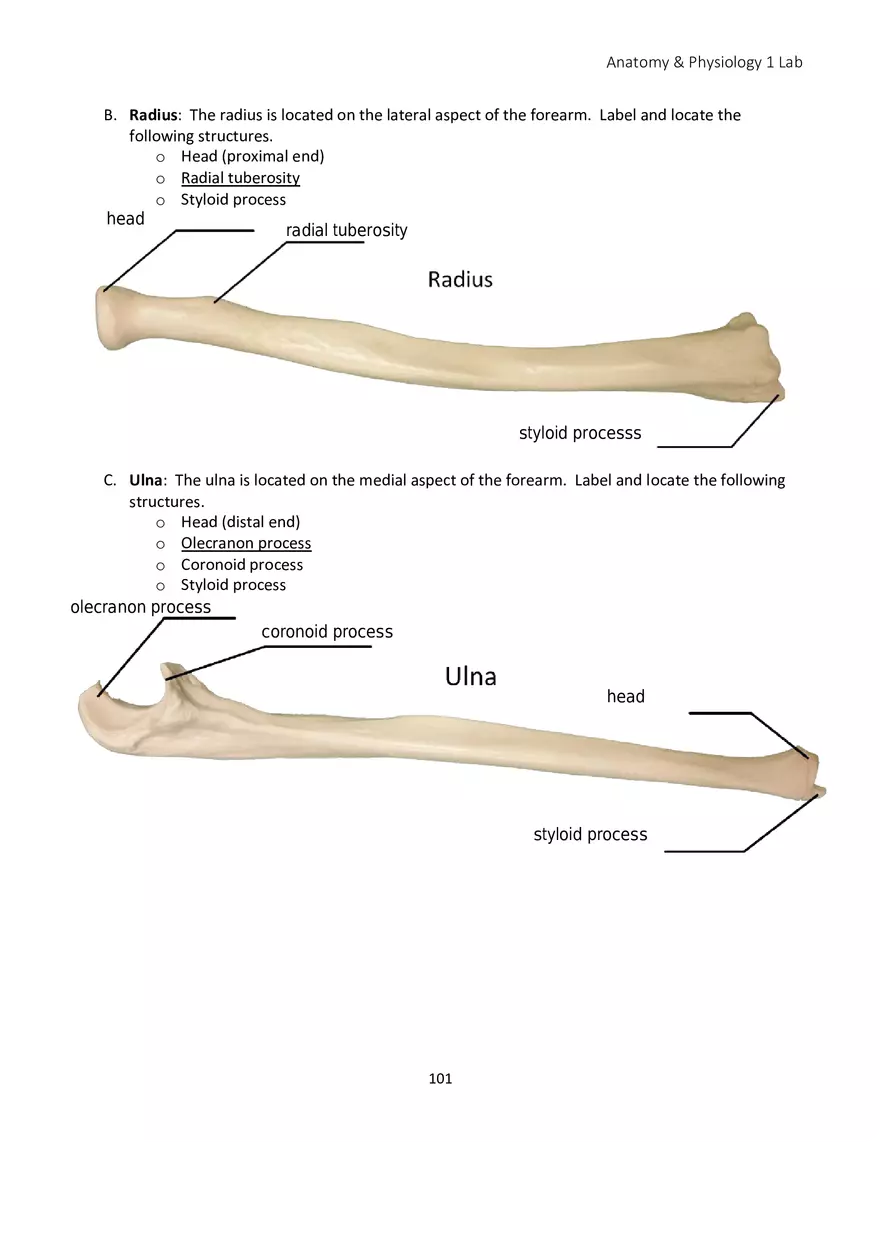 Lab 6 Skeletal System Appendicular Skeleton - Page 13