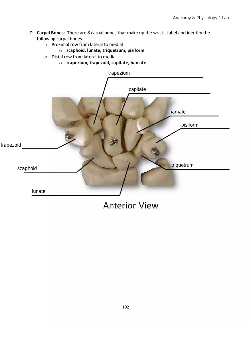 Lab 6 Skeletal System Appendicular Skeleton - Page 14