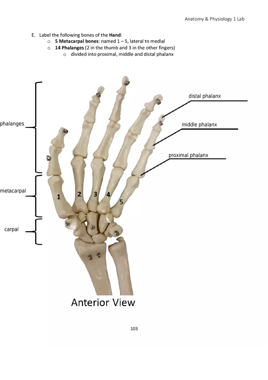 Lab 6 Skeletal System Appendicular Skeleton - Page 15