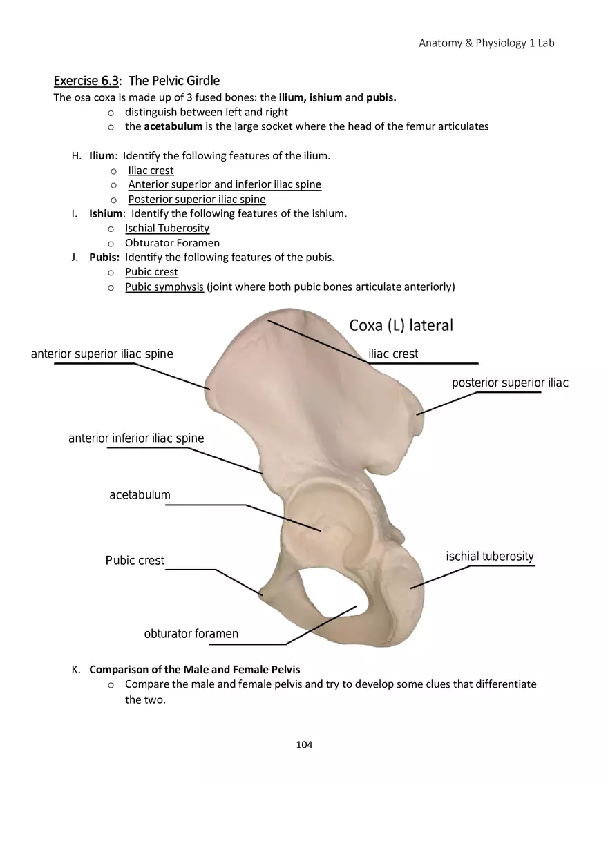 Lab 6 Skeletal System Appendicular Skeleton - Page 16