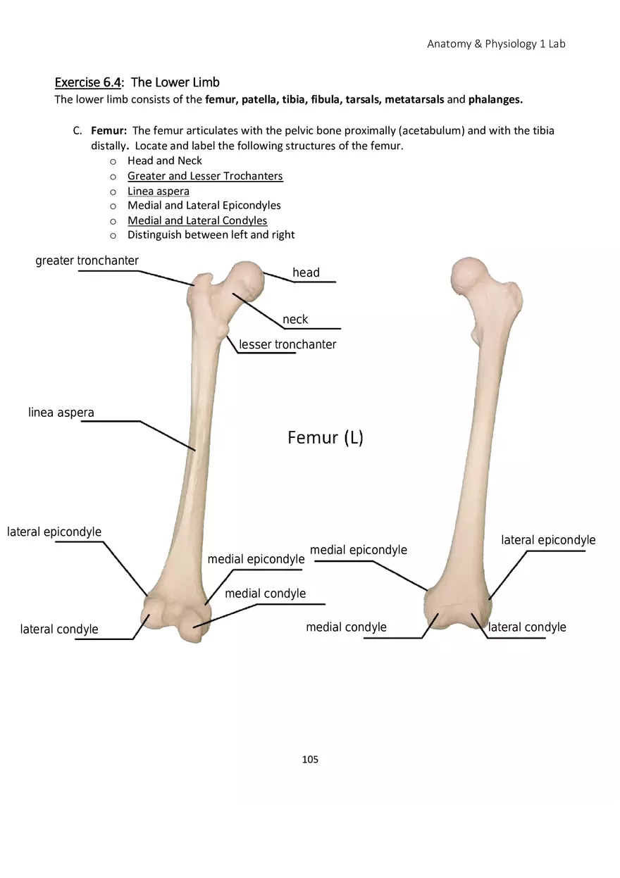 Lab 6 Skeletal System Appendicular Skeleton - Page 17