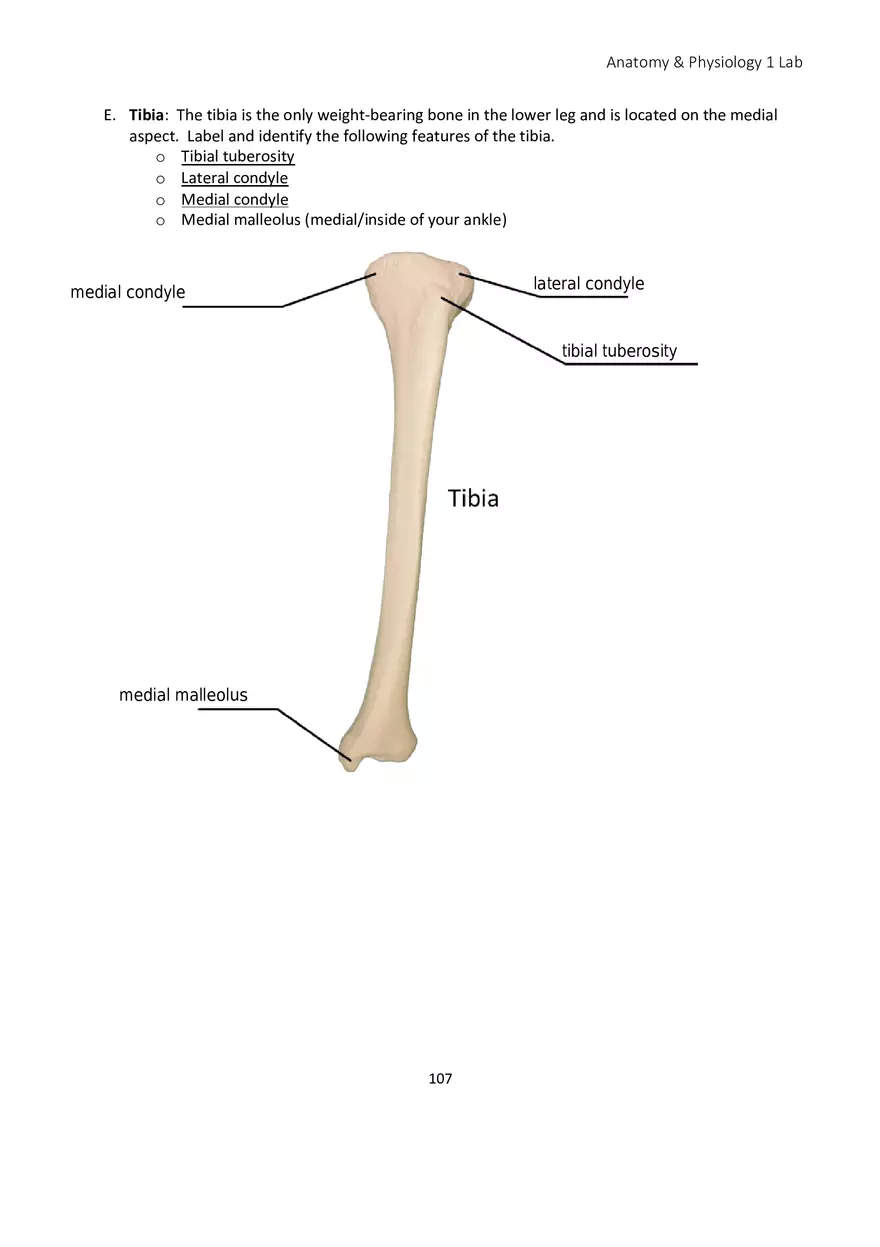 Lab 6 Skeletal System Appendicular Skeleton - Page 4