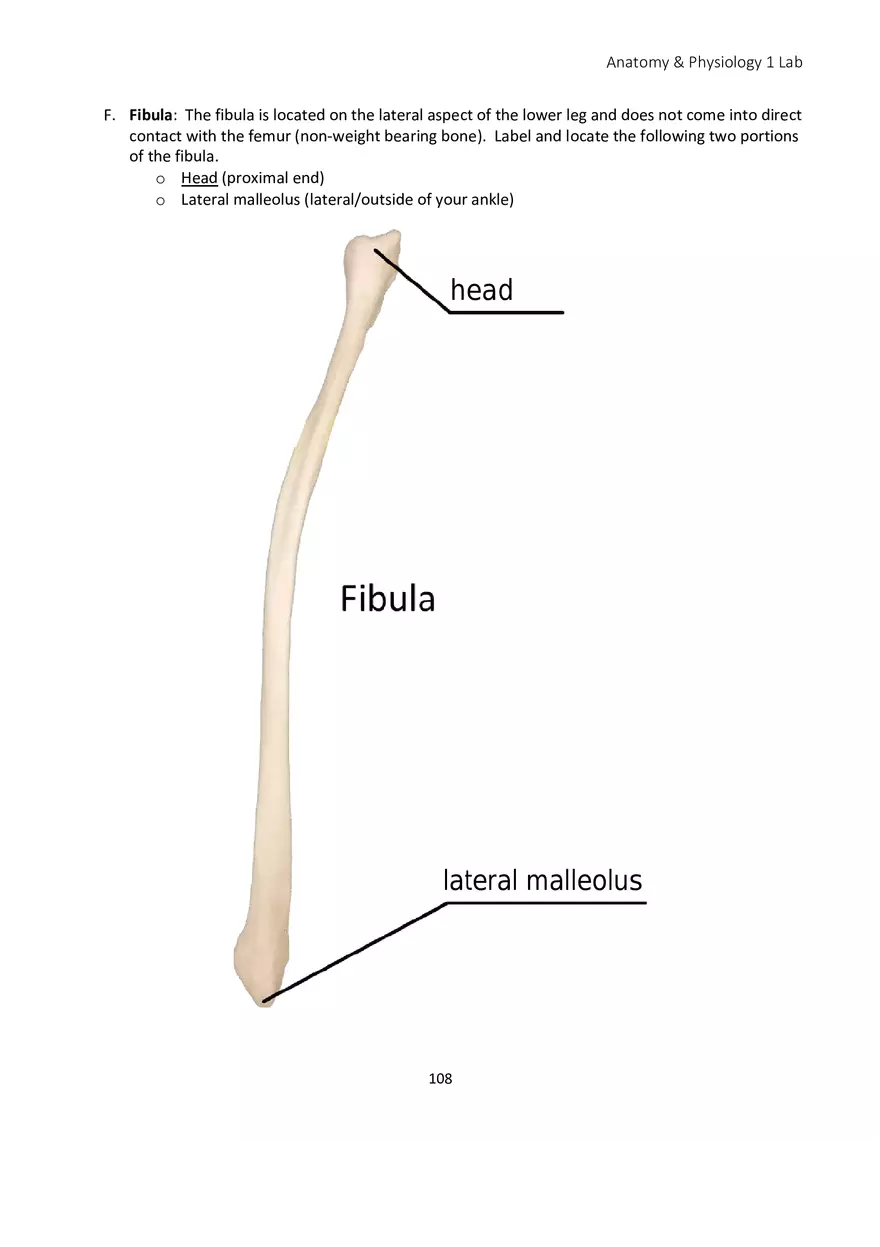 Lab 6 Skeletal System Appendicular Skeleton - Page 5