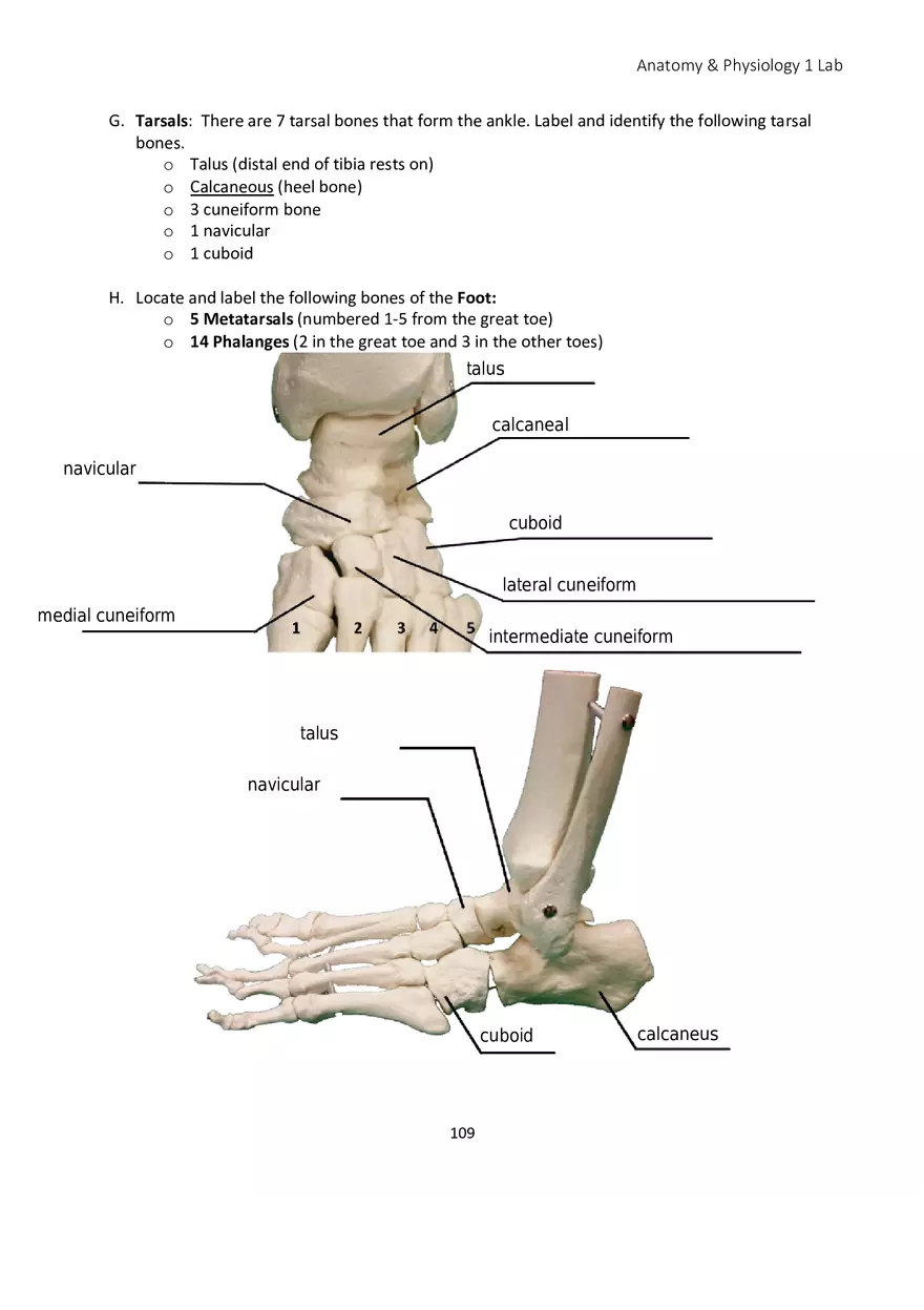 Lab 6 Skeletal System Appendicular Skeleton - Page 6