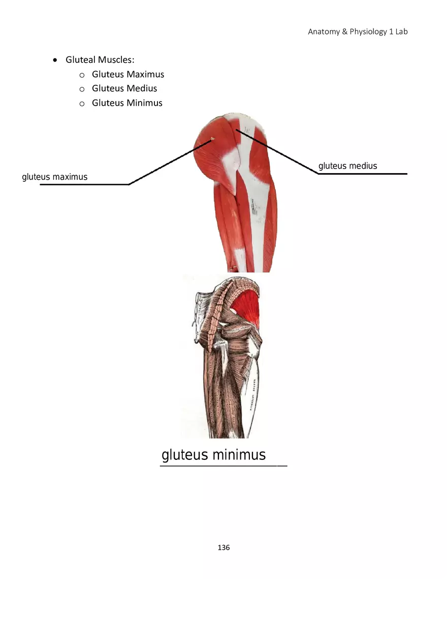 Lab 8 Muscular System Appendicular Muscles - Page 7