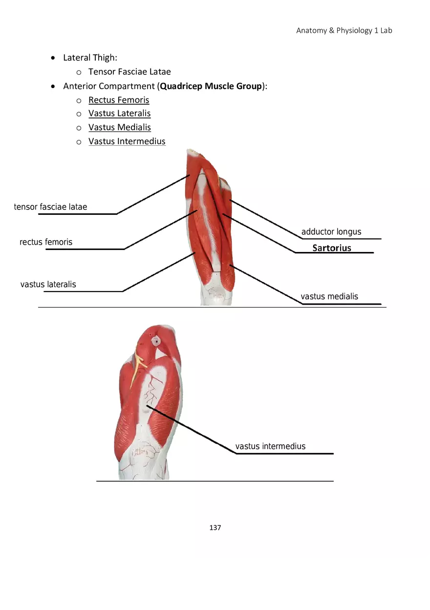 Lab 8 Muscular System Appendicular Muscles - Page 8