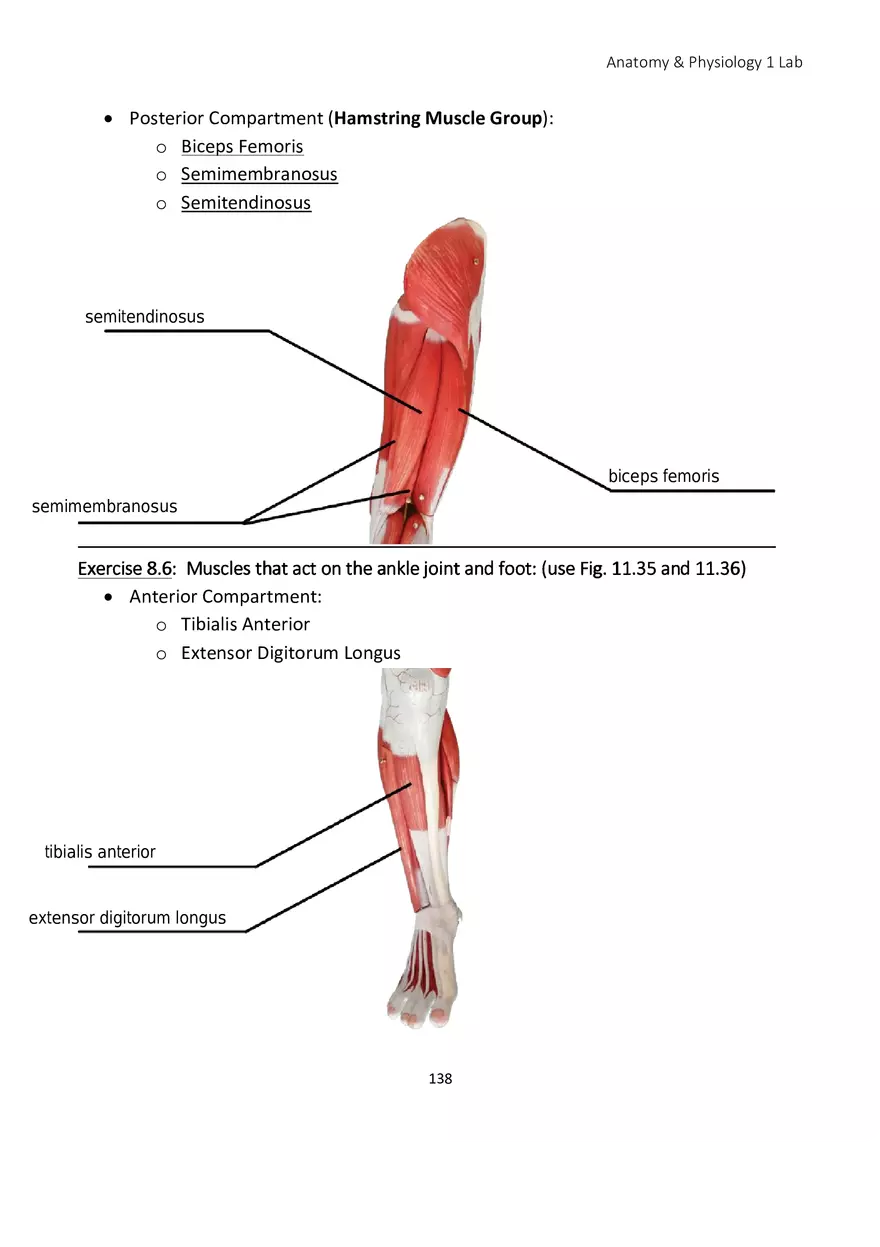Lab 8 Muscular System Appendicular Muscles - Page 9