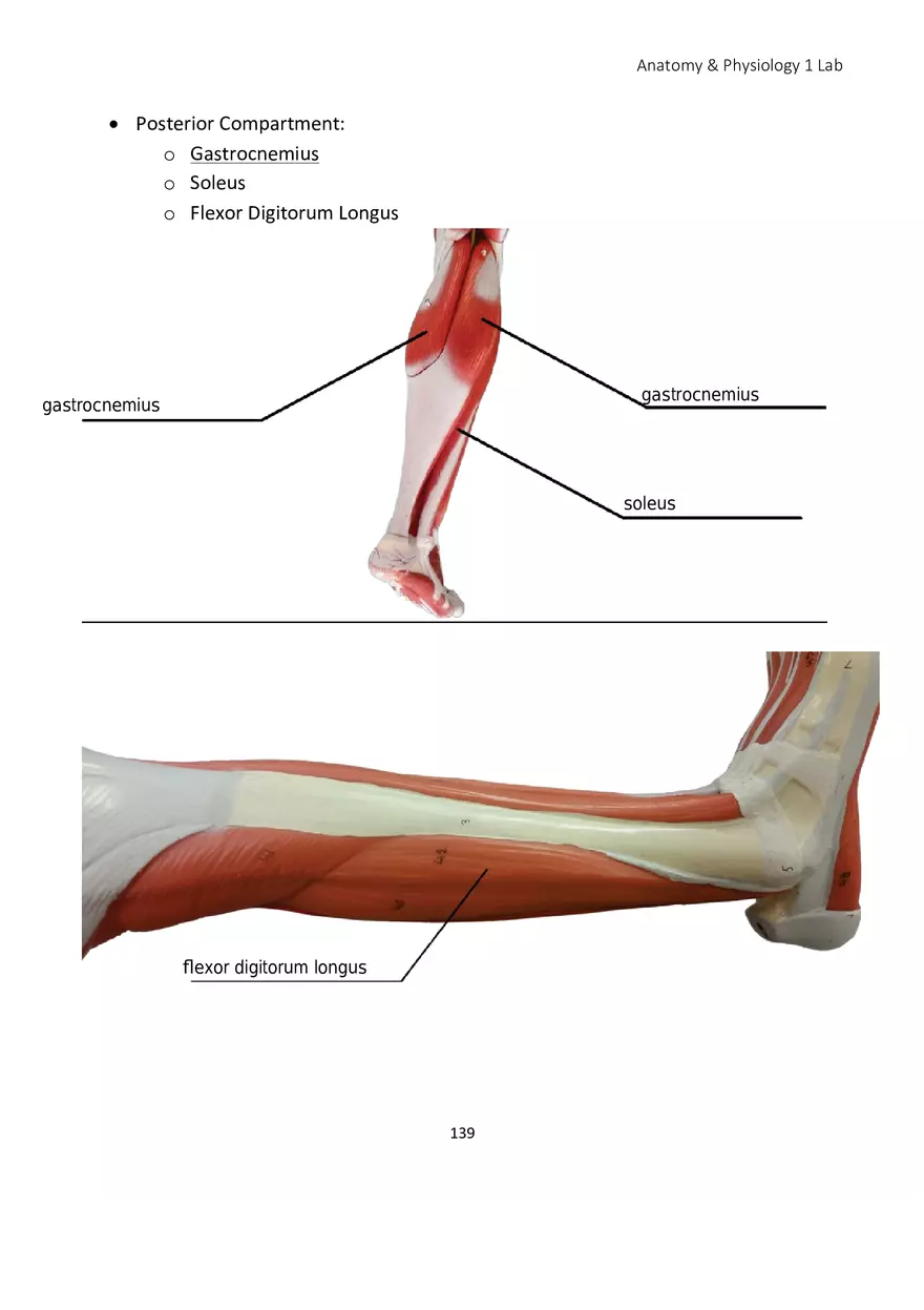 Lab 8 Muscular System Appendicular Muscles - Page 10