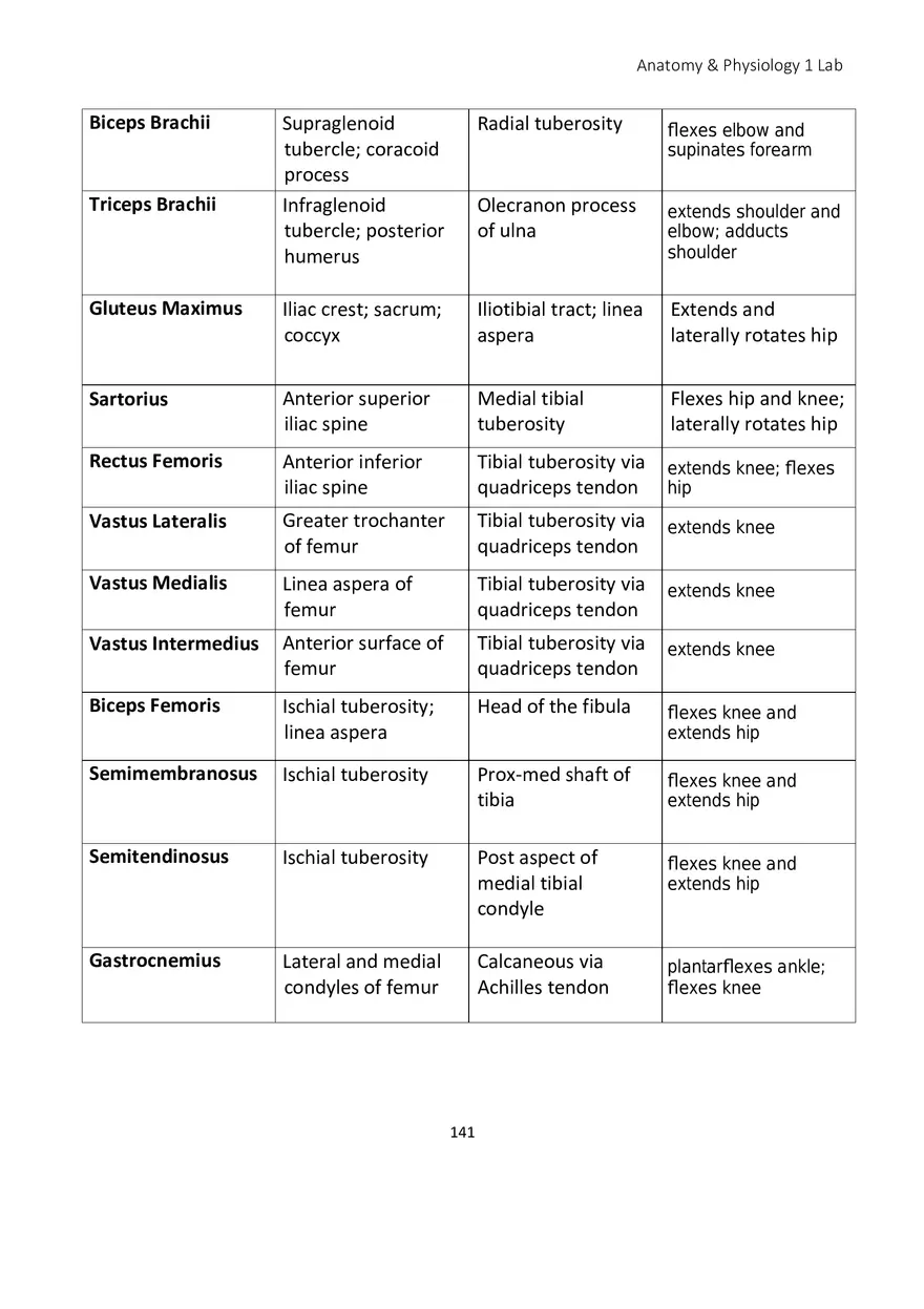 Lab 8 Muscular System Appendicular Muscles - Page 12