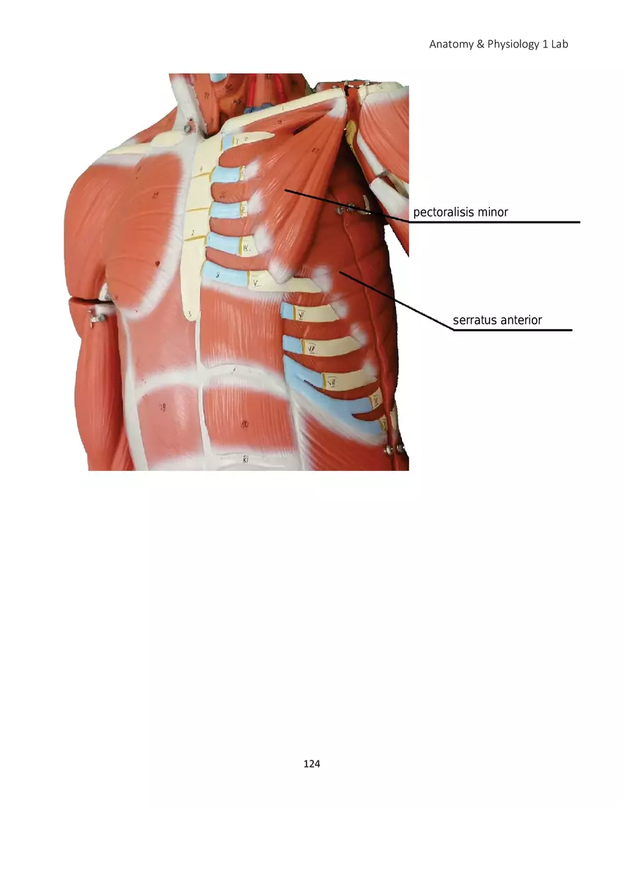 Lab 8 Muscular System Appendicular Muscles - Page 13