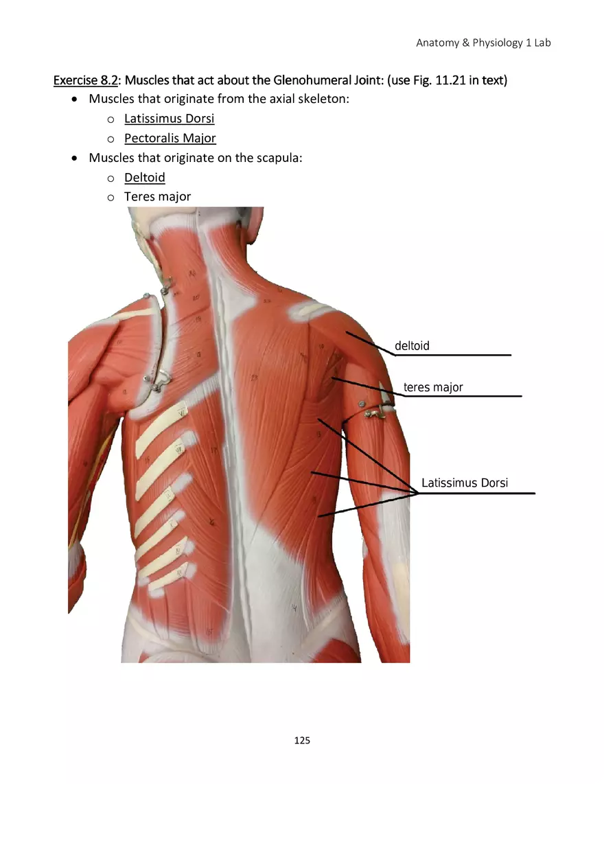 Lab 8 Muscular System Appendicular Muscles - Page 16