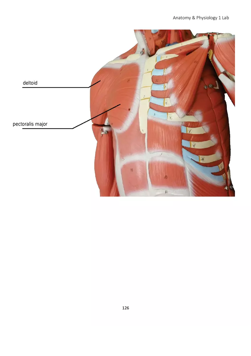 Lab 8 Muscular System Appendicular Muscles - Page 17