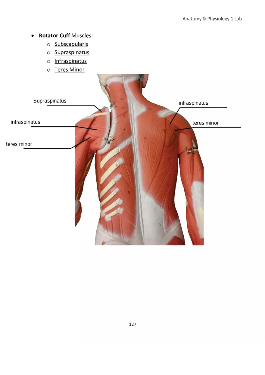 Lab 8 Muscular System Appendicular Muscles - Page 18