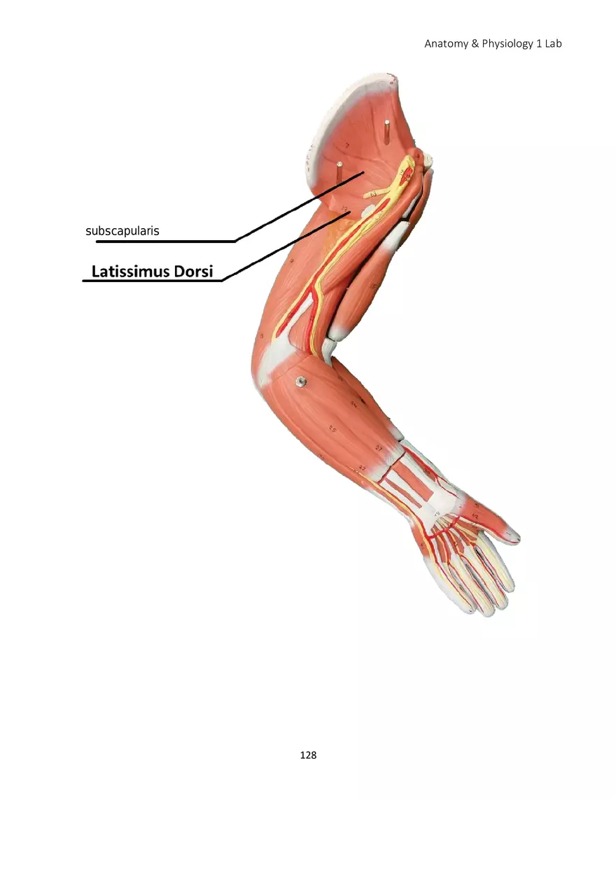 Lab 8 Muscular System Appendicular Muscles - Page 19