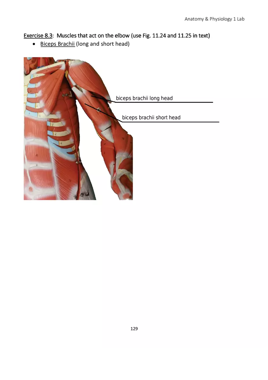 Lab 8 Muscular System Appendicular Muscles - Page 20