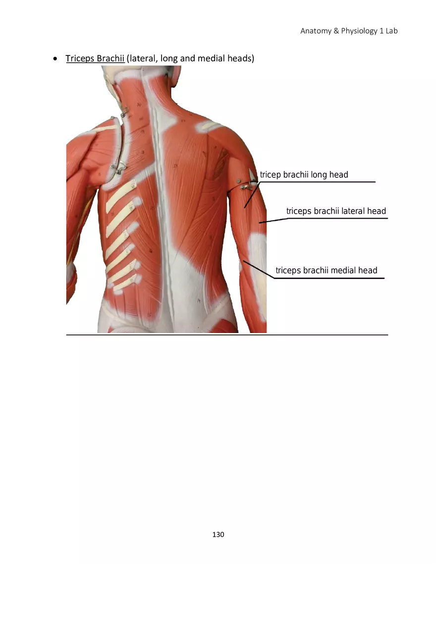 Lab 8 Muscular System Appendicular Muscles - Page 21