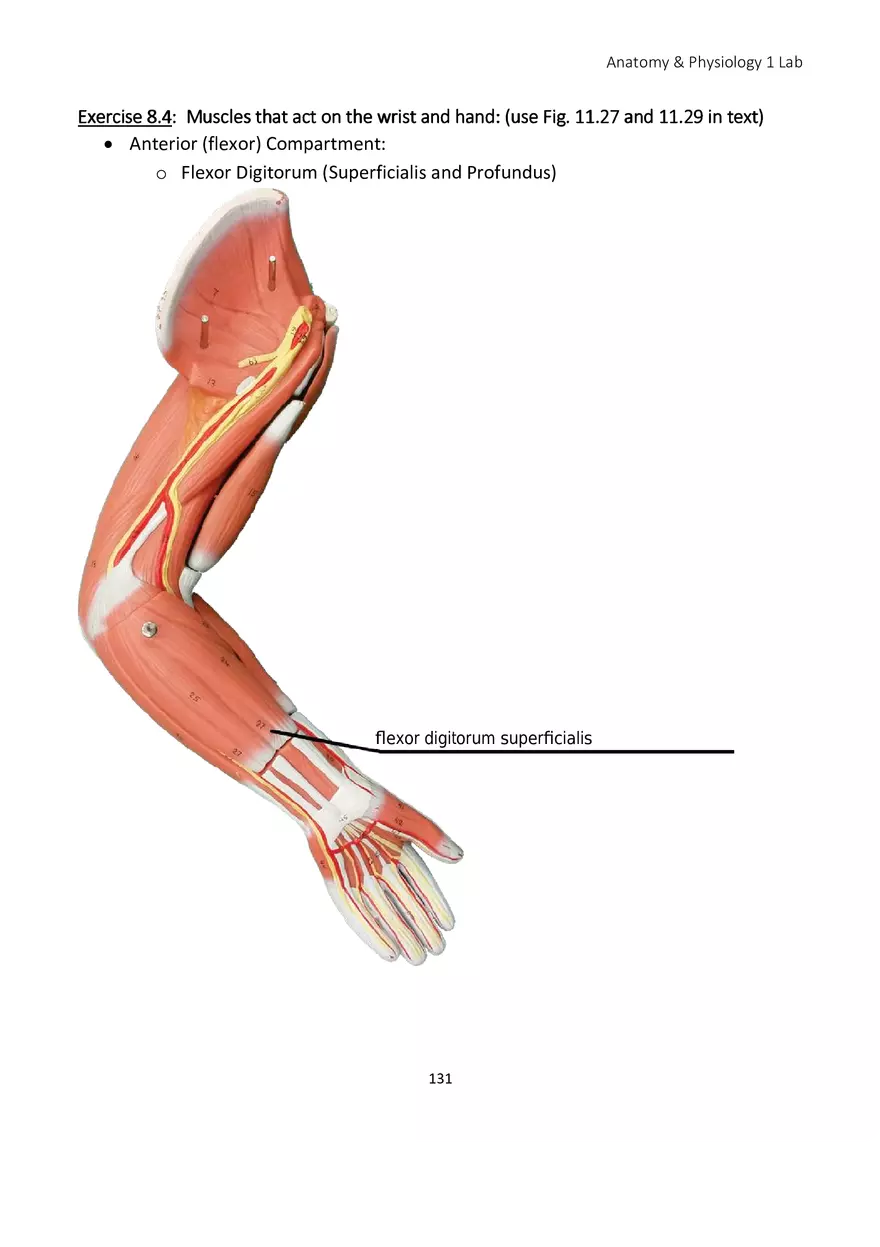 Lab 8 Muscular System Appendicular Muscles - Page 22