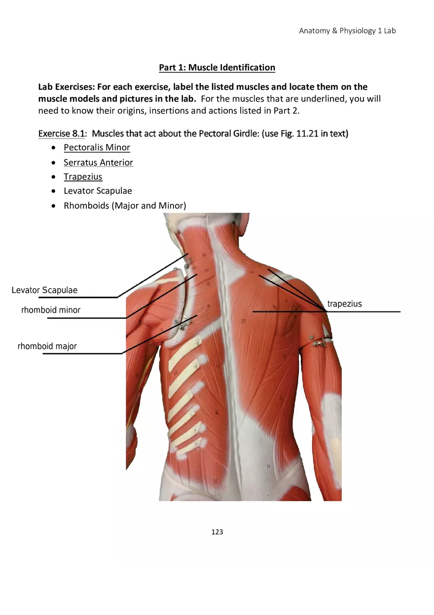 Lab 8 Muscular System Appendicular Muscles - Page 2