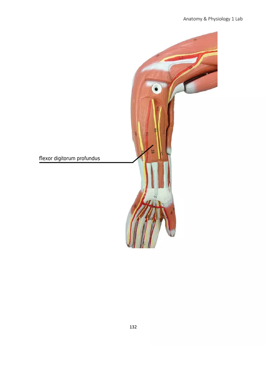 Lab 8 Muscular System Appendicular Muscles - Page 3