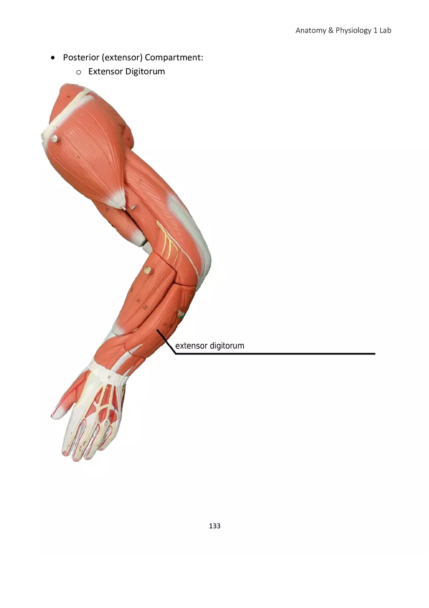 Lab 8 Muscular System Appendicular Muscles - Page 4