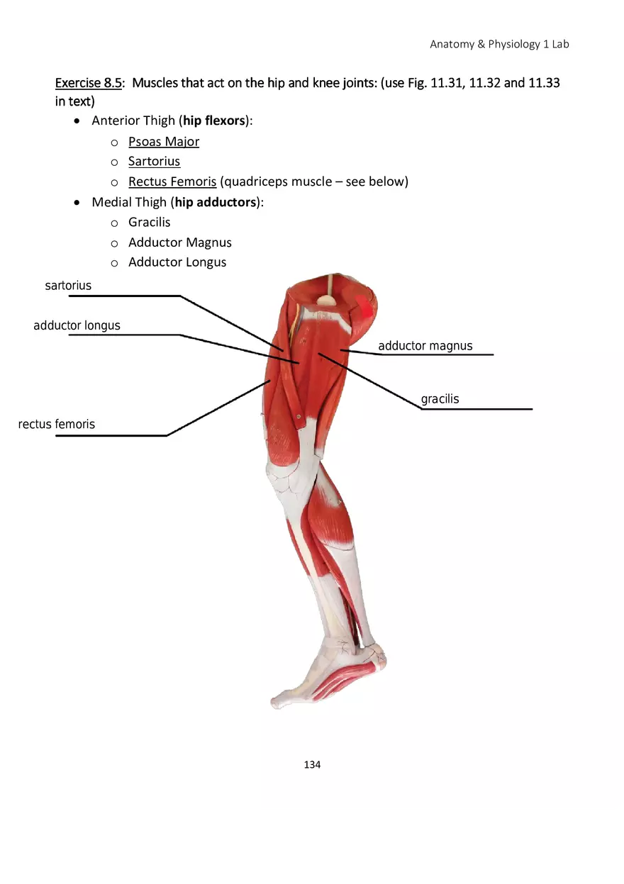 Lab 8 Muscular System Appendicular Muscles - Page 5