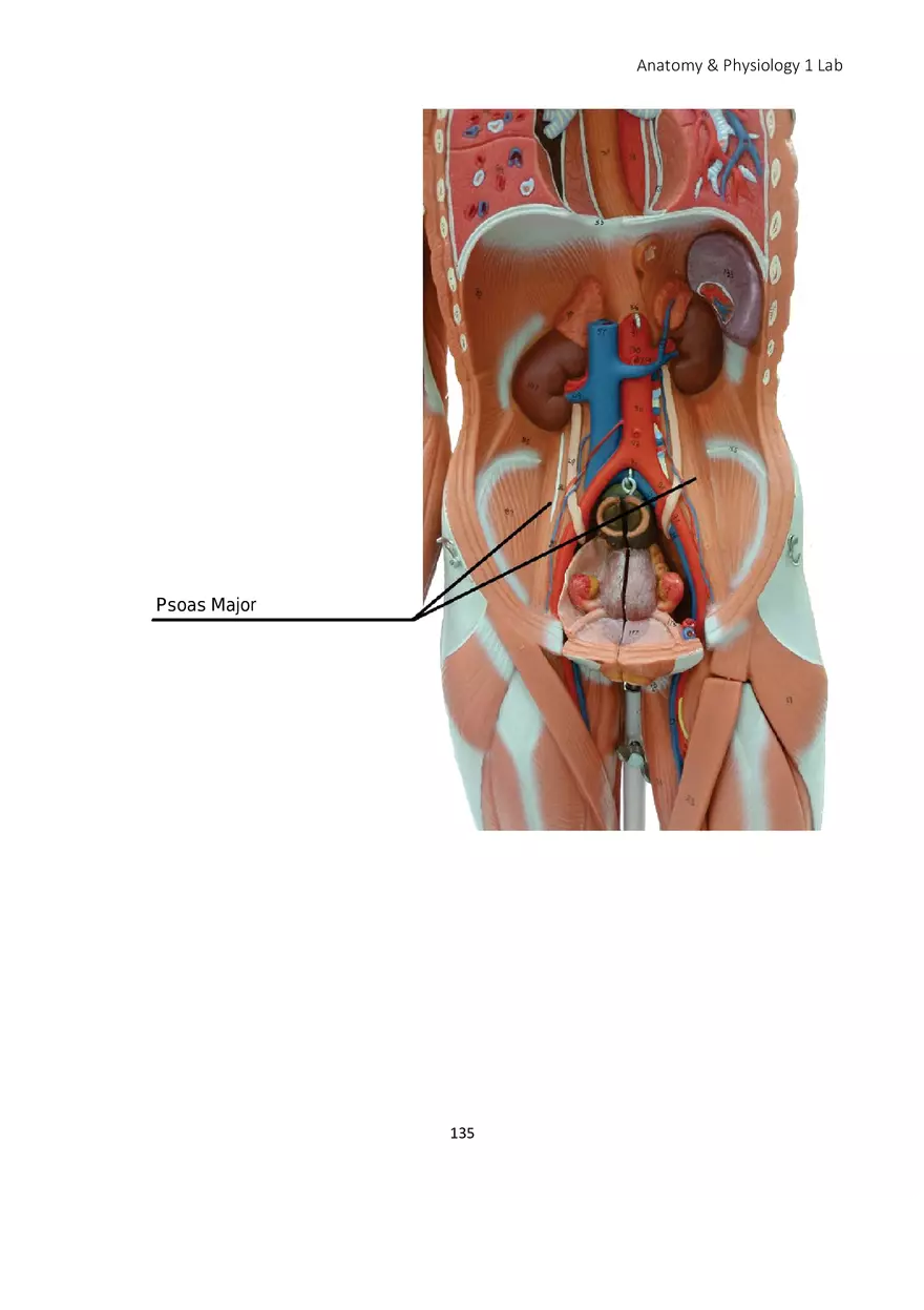 Lab 8 Muscular System Appendicular Muscles - Page 6