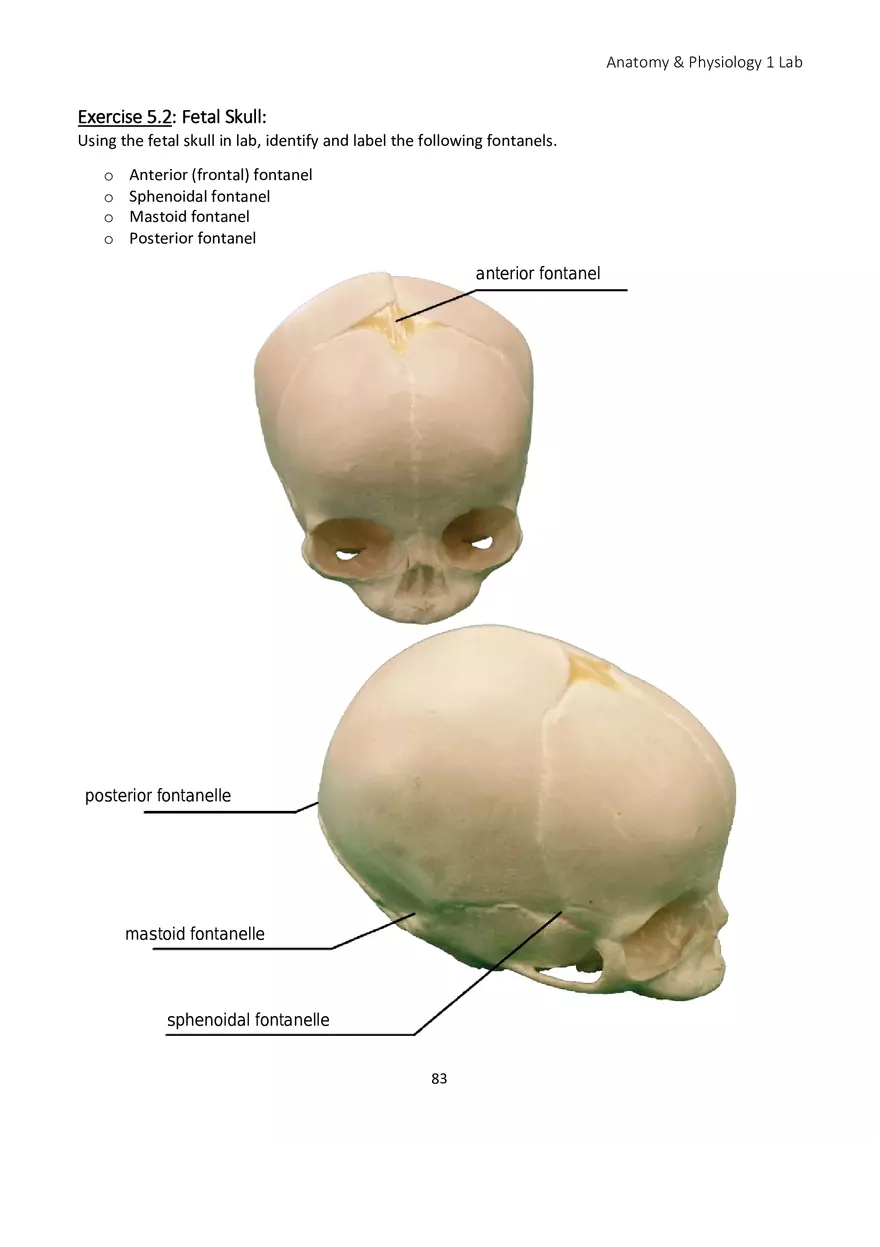 Lab 5 Skeletal System Axial Skeleton - Page 7