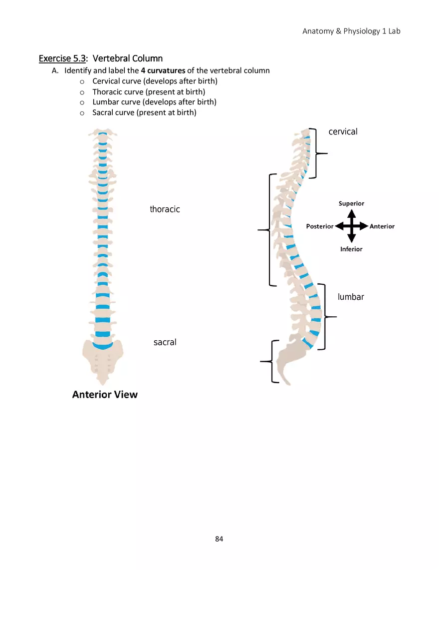 Lab 5 Skeletal System Axial Skeleton - Page 8