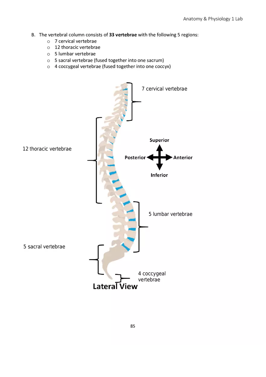 Lab 5 Skeletal System Axial Skeleton - Page 9