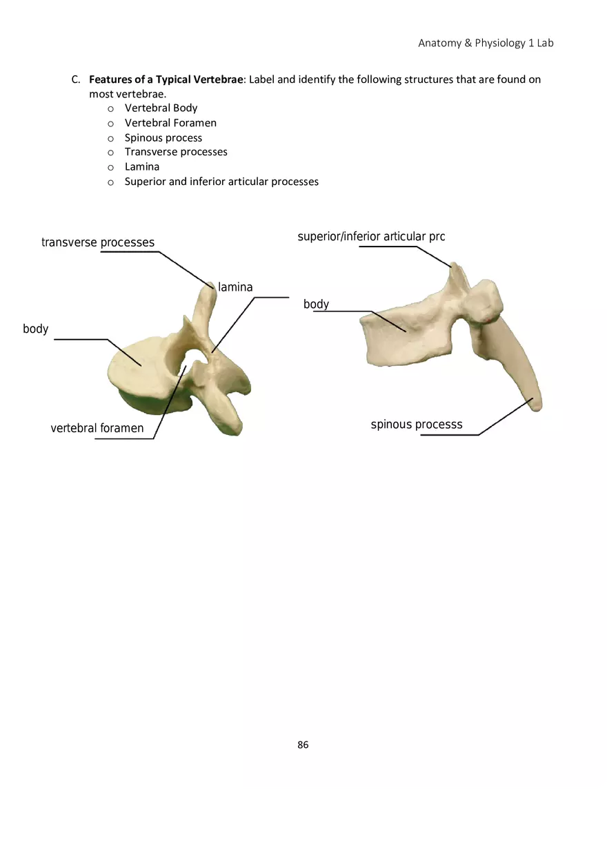 Lab 5 Skeletal System Axial Skeleton - Page 10