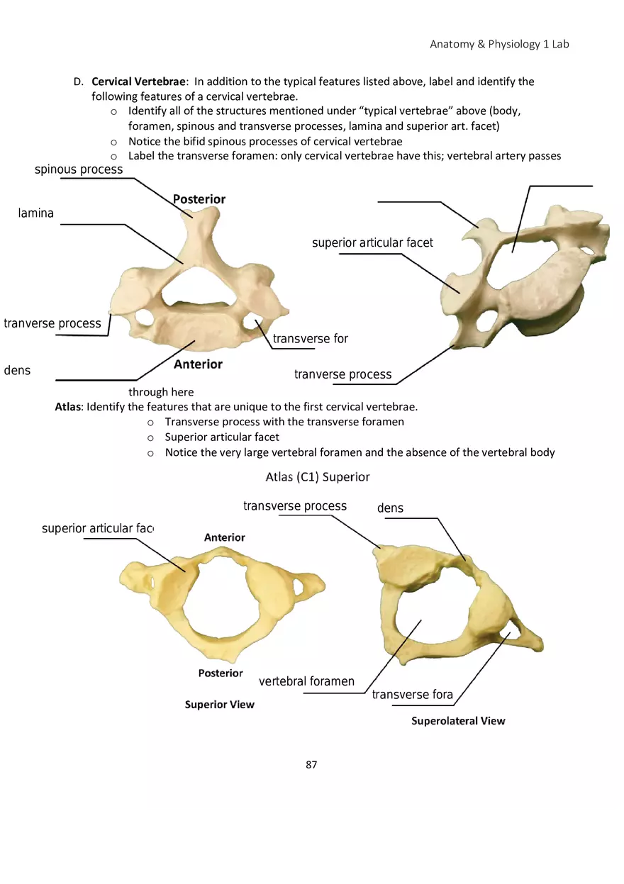 Lab 5 Skeletal System Axial Skeleton - Page 11
