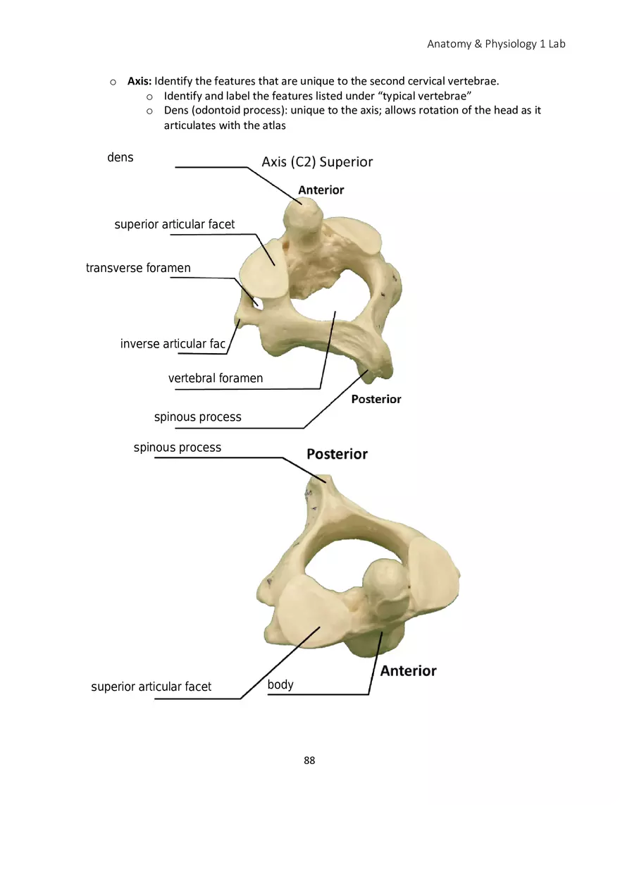 Lab 5 Skeletal System Axial Skeleton - Page 12