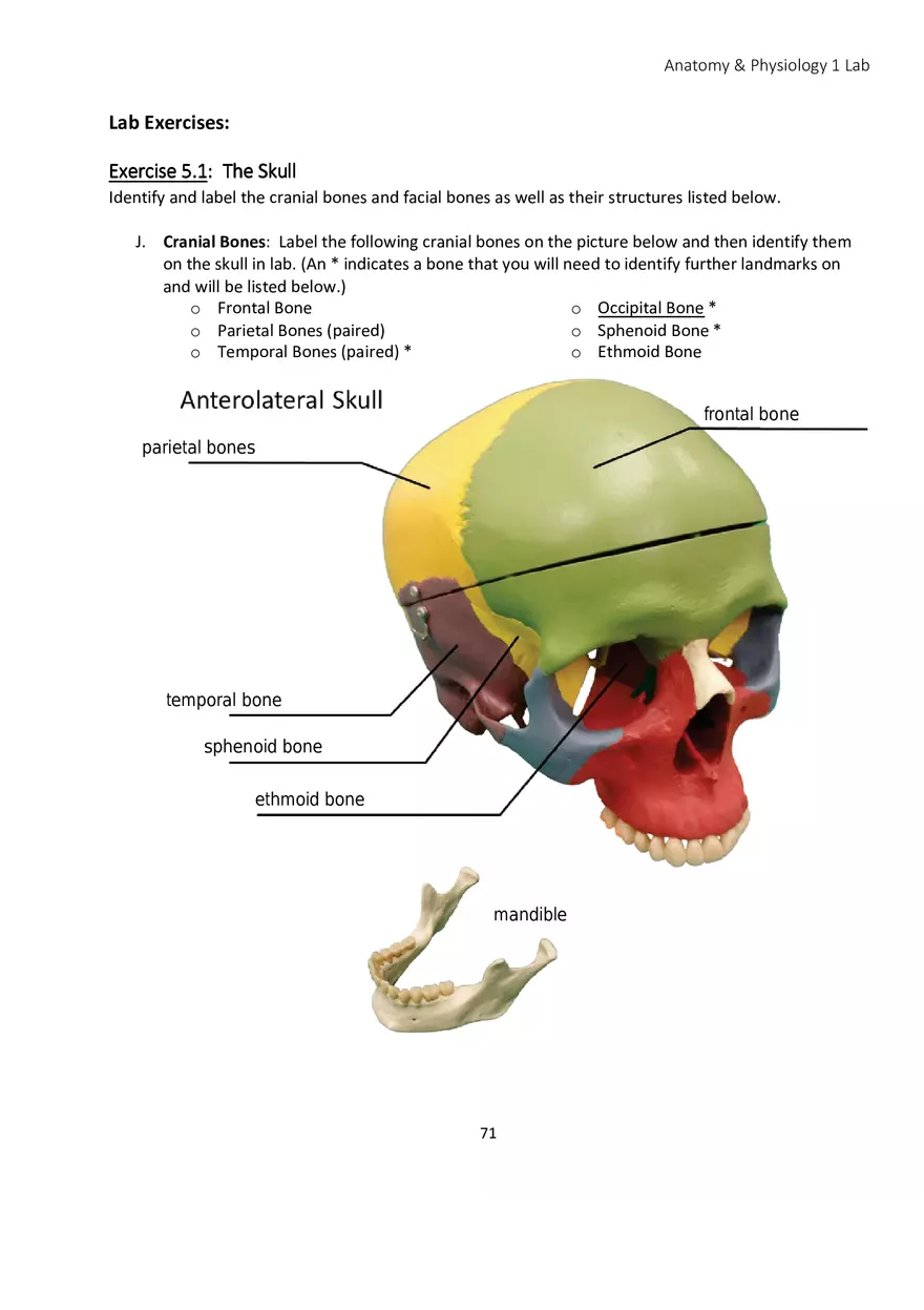 Lab 5 Skeletal System Axial Skeleton - Page 13