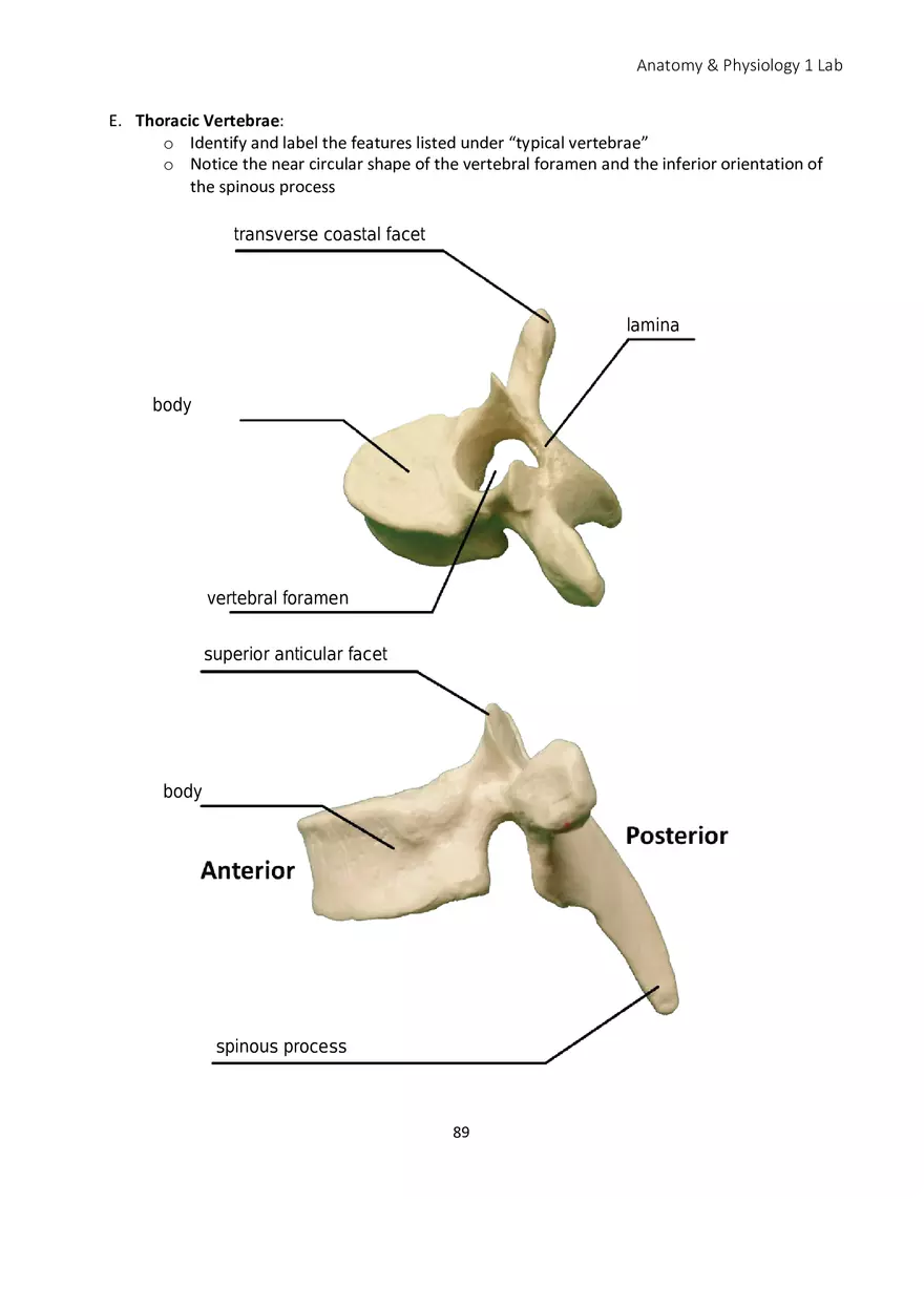 Lab 5 Skeletal System Axial Skeleton - Page 14